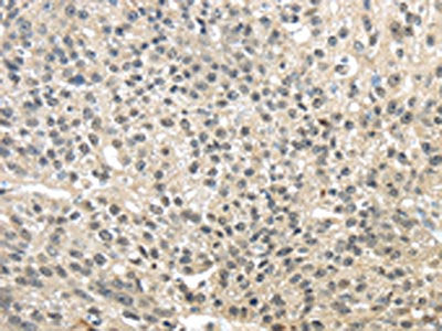 TMED3 Antibody