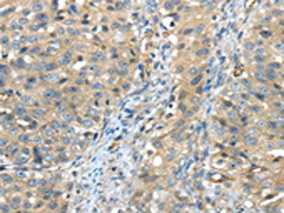 ISM2 Antibody
