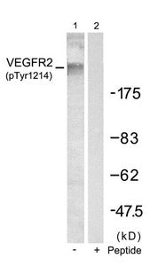 Phospho-KDR (Tyr1214) Antibody