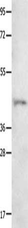 NTSR1 Antibody