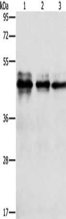 NFKBIB Antibody