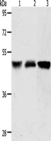 ACOT9 Antibody