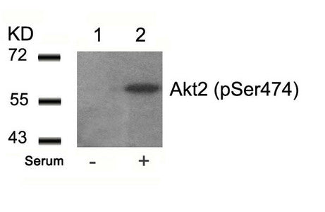 Phospho-AKT2 (Ser474) Antibody