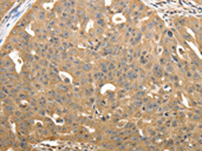 STX1A Antibody
