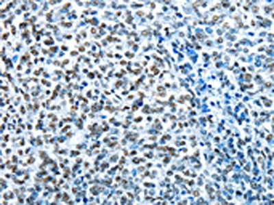 CREB1 Antibody