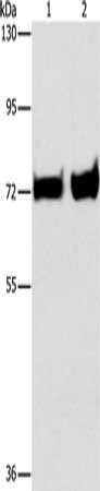PCK1 Antibody