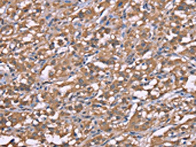 HRH3 Antibody