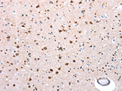 NDUFA12 Antibody