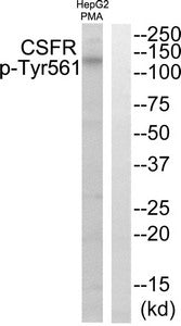 Phospho-CSF1R (Tyr561) Antibody