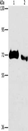 ICOSLG Antibody