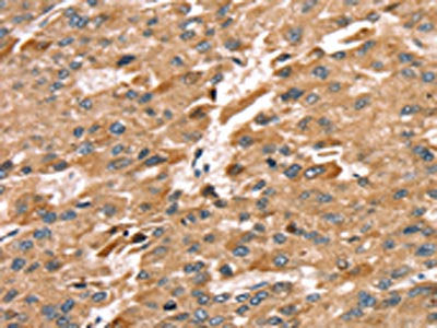 SDC3 Antibody