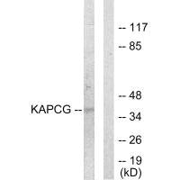 PRKACG Antibody