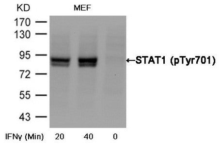 Phospho-STAT1 (Tyr701) Antibody