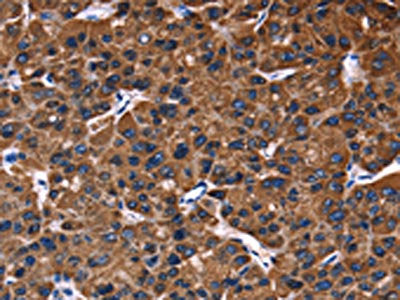 PHB Antibody