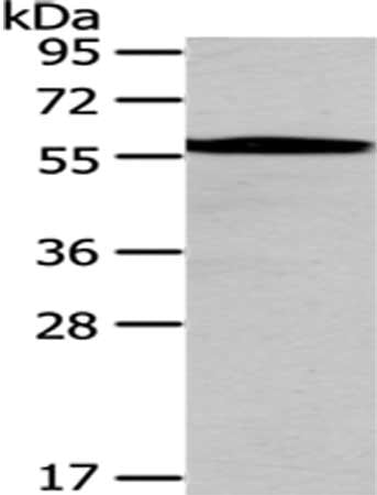CHEK1 Antibody