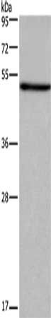 FOXA2 Antibody
