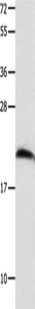 FGF12 Antibody