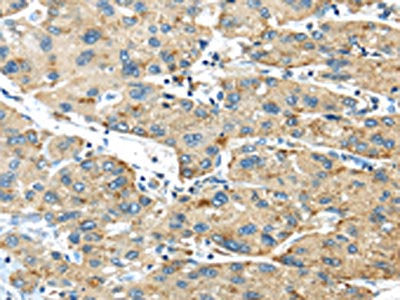 ISM2 Antibody