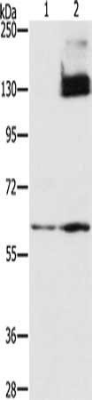 HIF1A Antibody