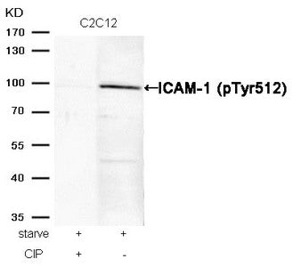 Phospho-ICAM1 (Tyr512) Antibody