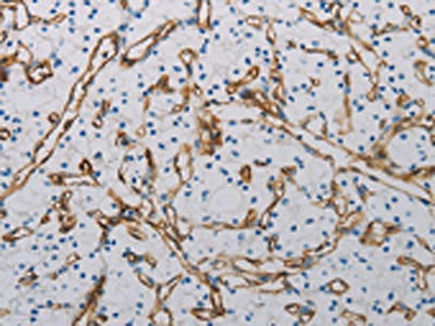 PECAM1 Antibody