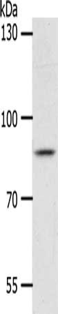ANKRD28 Antibody