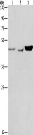 ACP2 Antibody