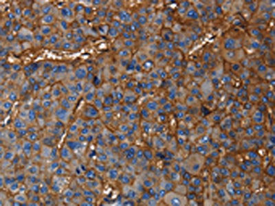 CD46 Antibody