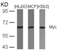 MYC (Ab-358) Antibody