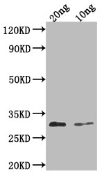 PDF2.3 Antibody