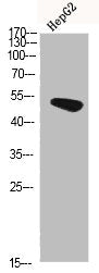 TGFB1I1 Antibody