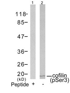 Phospho-CFL1 (Ser3) Antibody