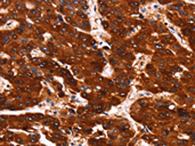 GPR124 Antibody