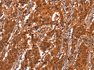 GCG Antibody