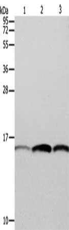 PFN1 Antibody