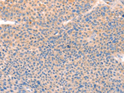 CD109 Antibody