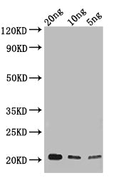 NUP62 Antibody