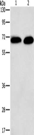 PRKCA Antibody