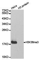 Histone H3K36me3 Antibody
