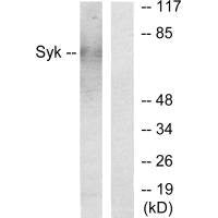 SYK Antibody