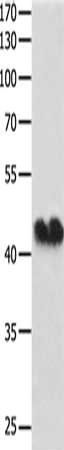 GJA1 Antibody