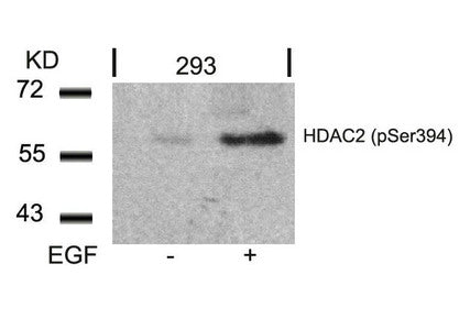 Phospho-HDAC2 (Ser394) Antibody