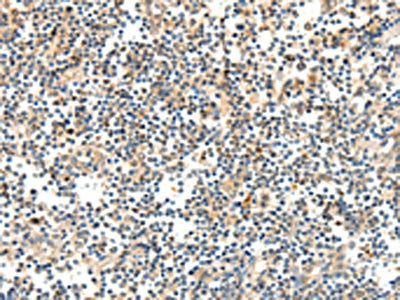 TRAF3 Antibody