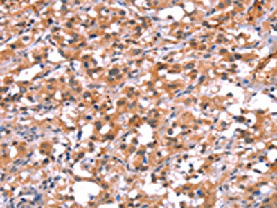 BCAR1 Antibody