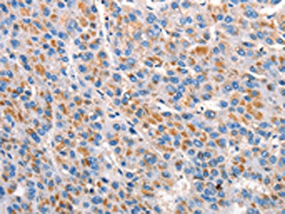 MRC1 Antibody
