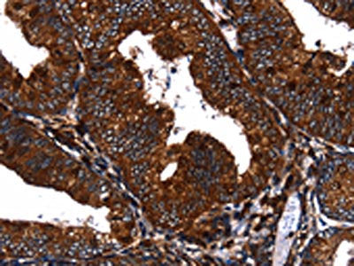 EGF Antibody
