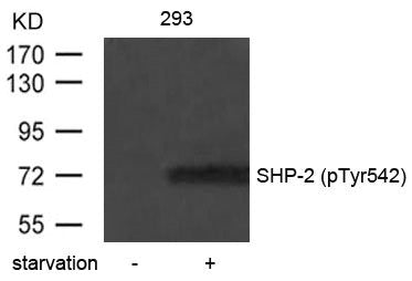 Phospho-PTPN11 (Tyr542) Antibody