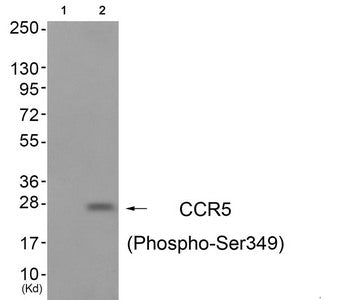 Phospho-CCR5 (Ser349) Antibody