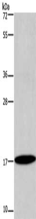 ID4 Antibody