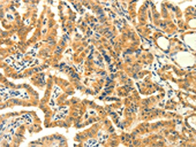 PRKACG Antibody
